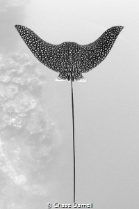 "SOLO"
Spotted Eagle Ray North Wall, Grand Cayman by Chase Darnell 